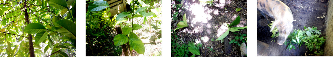 Images of coffe tree cut down in tropical backyard