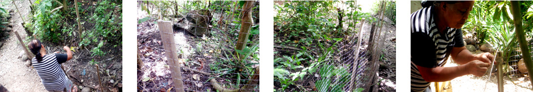 Images of woman repairg a fence in a tropical backyard