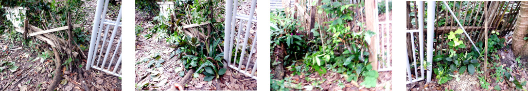 Images of repairs to hedge of tropical backyard