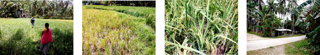 Images of rice fields in the outskirts of Baclayon,
            Bohol