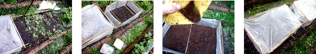 Images of mini-greenhouse in tropical backyard