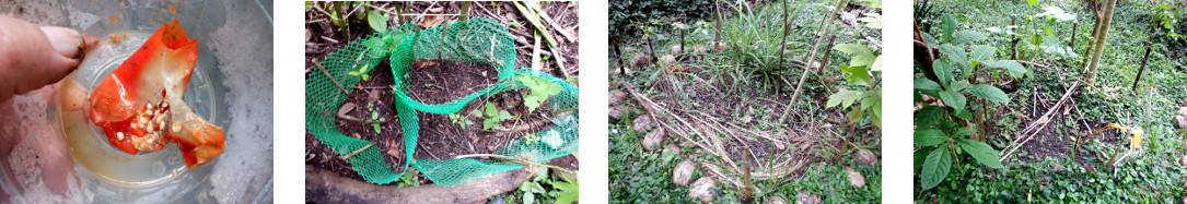 Images of paprika seeds planted in various locations in
        tropical backyard