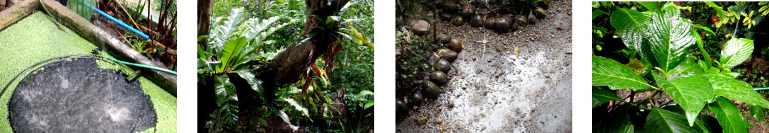 Images of rain in tropical backyard