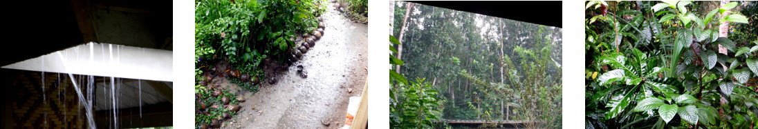 Images of rain in tropical backyard