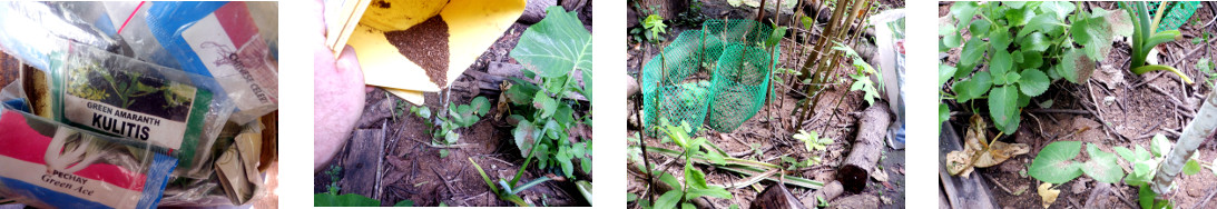 Images of various seeds sown in tropical backyard garden
        patch