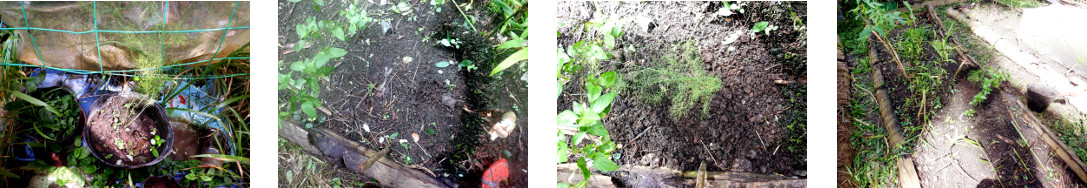 Images of asparagus seedling transplanted in tropical
        backyard