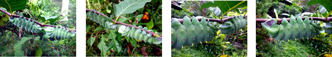 Images of caterpillars in tropical
        backyard
