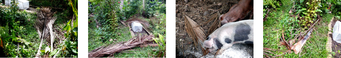 Images of debris removed from tropical backyard