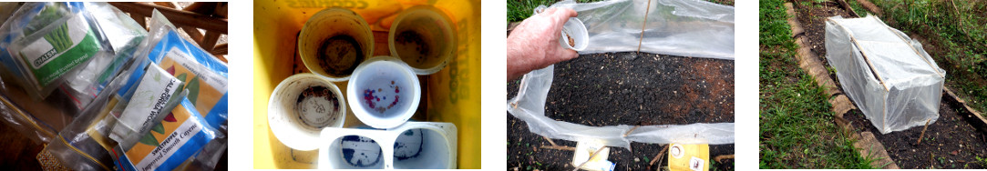 Images of mini-greenhouse being sown in tropical
        backard