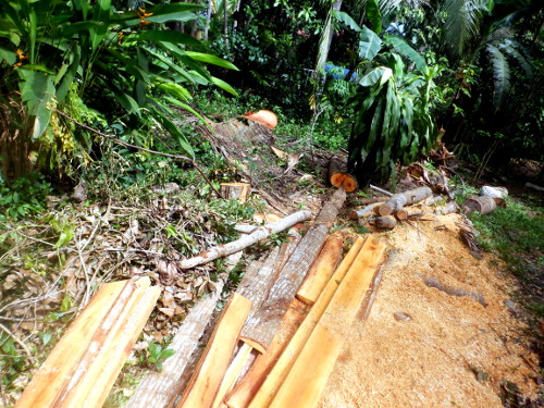 Images of mess in tropical backyard
        garden after recent tree felling