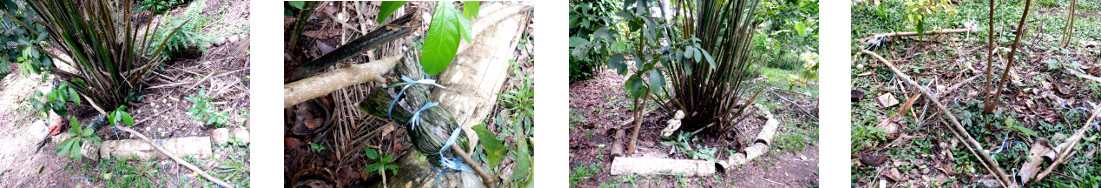 Images of broken tropical backyard
        avocado tree removed