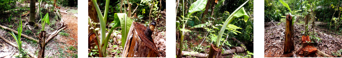 Images of damaged banana trees
            regenerating in tropical backyard