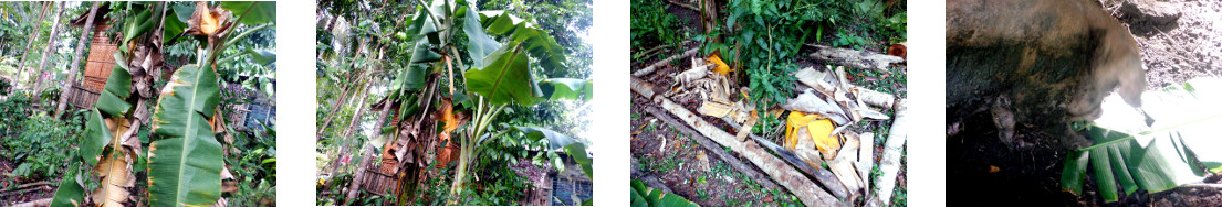 Images of banana tree trimmed and composted or fed
            to pigs in tropical backyard
