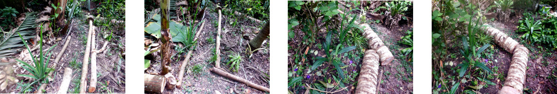 Images of tidiying up garden borders
        in tropical backyard after recent tree felling