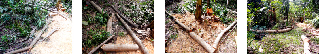 Images of clearing up in tropical backyard after recent
        tree felling