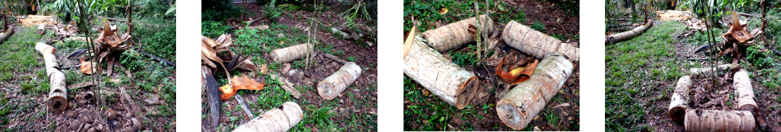 Images of log border around citrus
        tree in tropical backyard