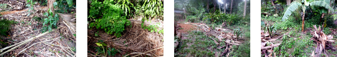 Images of tropical backyard around one
        month after tree felling session