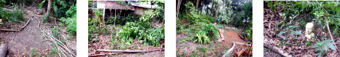 Images of bits of tropical backyard tidied up after
        recent tree felling session