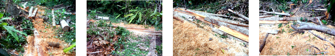 Images of mess in tropical backyard after recently
            felled lumber is removed