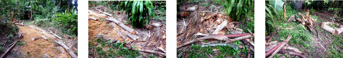 Images of debris from tree felling
        still to be cleared in tropical backyard garden