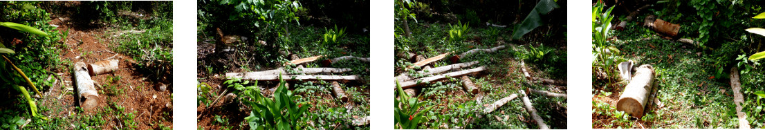 Images of clearing mess in tropical backyard after
            tree felling