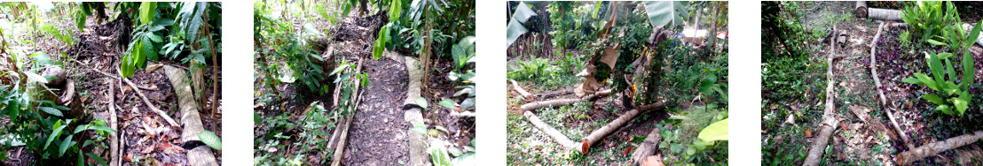 Images of tidying up in tropical backyard after tree
            felling