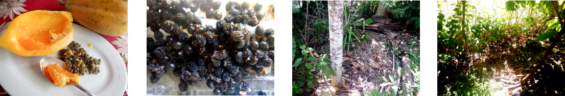 Images of papaya seeds broadcasted in
        tropical backyard
