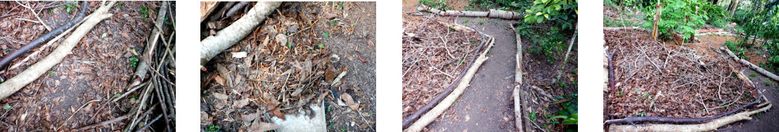 Images of leaves cleared from paths
        and composted in tropical backyard
