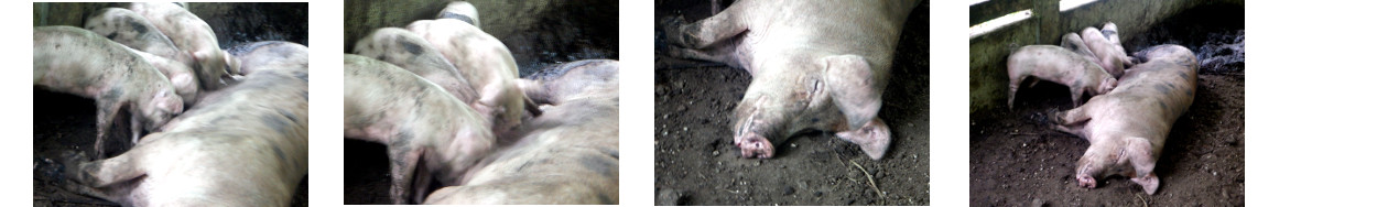 Images of tropical backyard sow suckling piglets