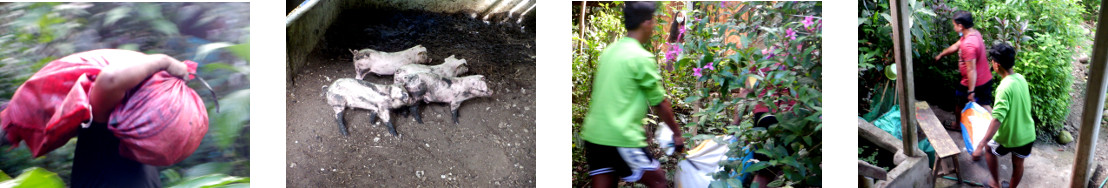 Images of tropical backyard piglets being taken away