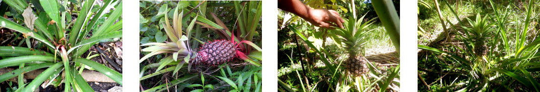 Images of pineapple palnts in tropical
        backyard