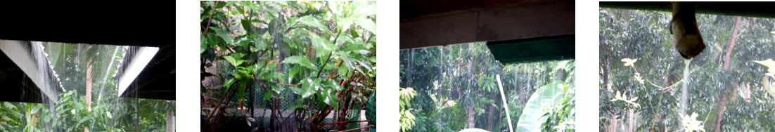 Images of heavy rain in tropical backyard