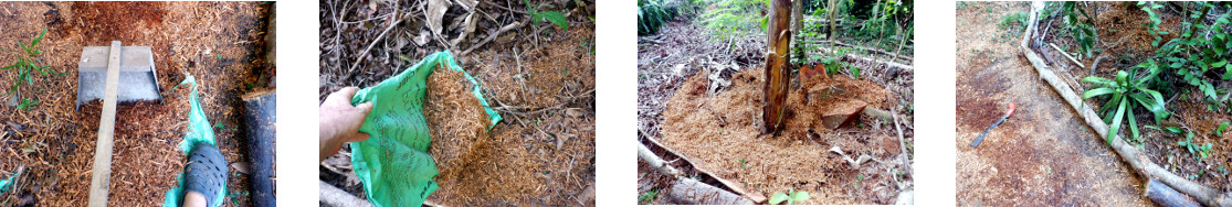 Images of clearing up sawdust
            from tree felling in tropical backyard