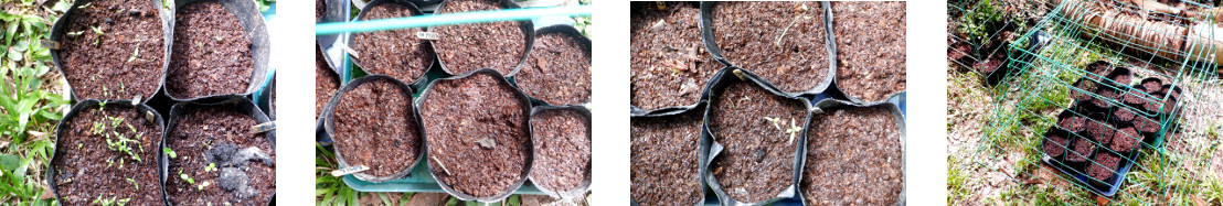 Images of potted seeds sprouting in
        tropical backyard