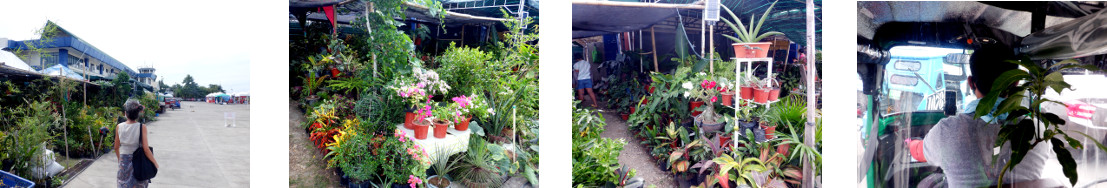 Images of buying plants at the old airport in
            Tagbilaran
