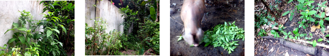 Images of tropical backyard plants
        trimmed and fed to pigs or transplanted as cuttings