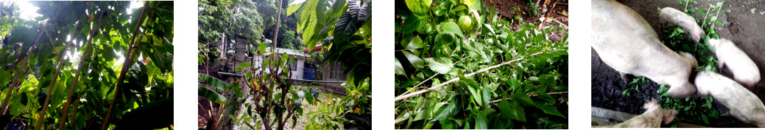 Images of tropical backyard tree
        trimming fed to pigs