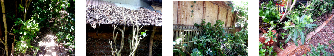 Images of trimming and composting in
        tropical backyard