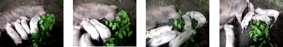 Images of trpical backyard piglets
        drinking