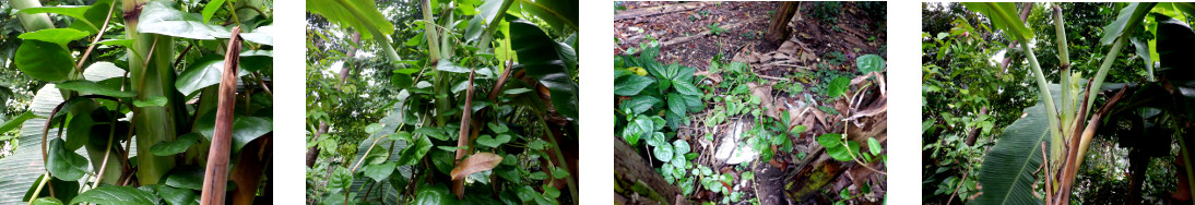 Images of banana tree rescued from
        being choked by vine in tropical backyard