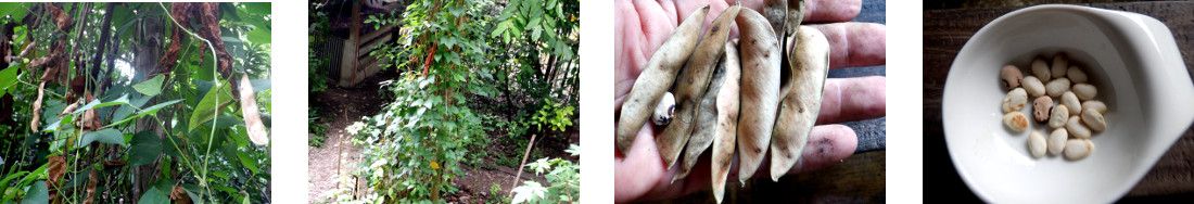 Images of a small harvest of beans in
        tropical backyard