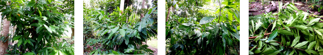 Images of Cacao trees cut short to
        make harvest easier in tropical backyard