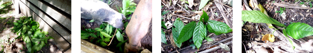 Images of caco tree cuttings fed to pigs and
        transplanted