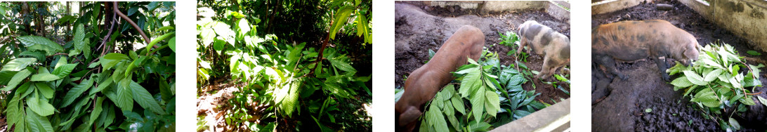 Images of cacao tree trimmed and fed
        to tropical backyard pigs