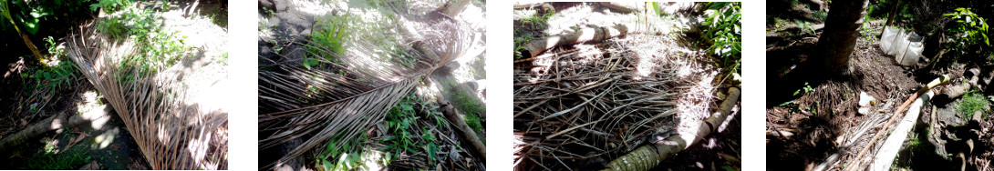 Images of fallen coconut branch
        removed from tropical backyard