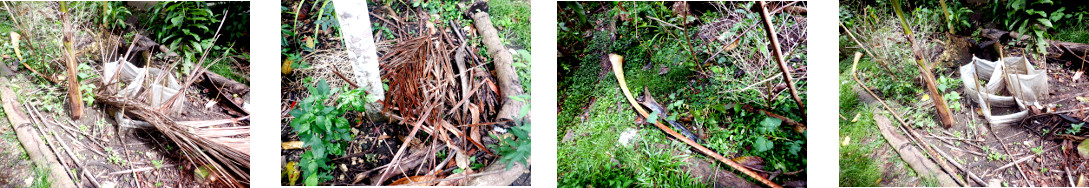 Images of fallen debris cleared up in
        tropical backyard
