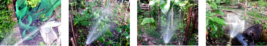 Images of tropical backyard garden
        patches being watered