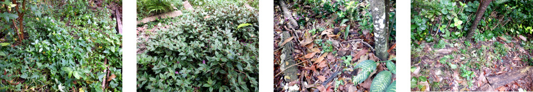 Images of excessive ground cover
        plants spread to empty areas in tropical backyard