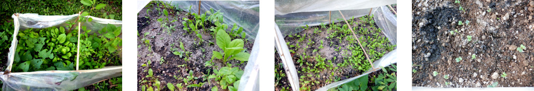 Images of seedlings inside
        mini-greenhouses in tropical backyard