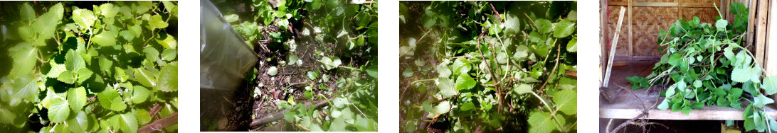 Images of medicinal oregano harvested
        in tropical backyard